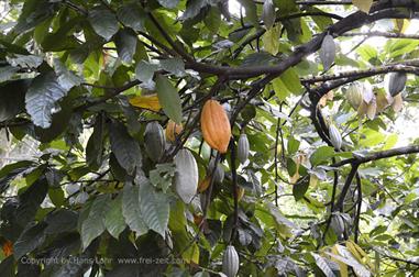 Thekkady, Abrahams Spice Garden, Kakao_DSC7223_H600